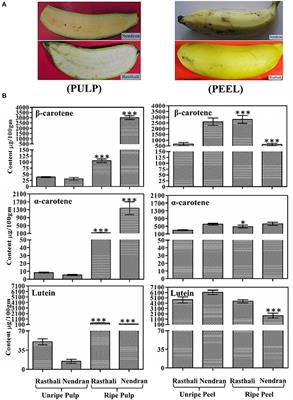 Frontiers | Regulation of Banana Phytoene Synthase (MaPSY